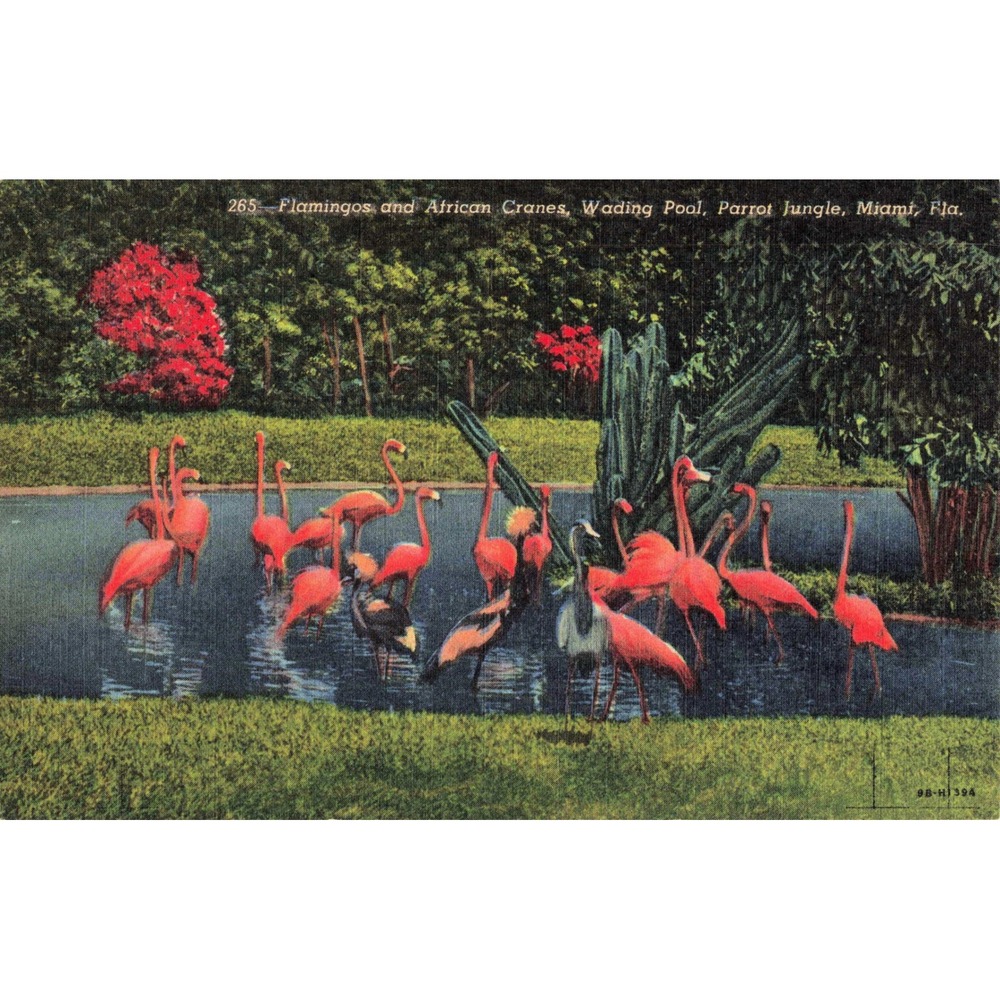 Vtg Parrot Jungle Miami FL Flamingos African Cranes Wading Pool Linen Postcard - Picture 1 of 2